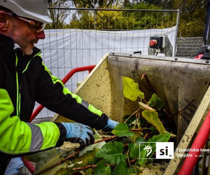 Usuwanie rdestowca na budowie Trasy Północnej