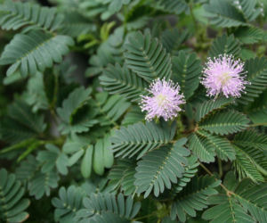 Mimoza wstydliwa