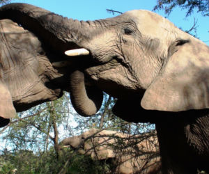1. 50 twarzy seksu w świecie zwierząt, czyli... Walentynki w łódzkim zoo
