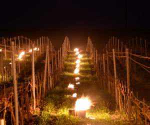 Przymrozki w winnicy - podgrzewanie winorośli