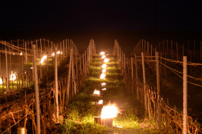 Przymrozki w winnicy - podgrzewanie winorośli