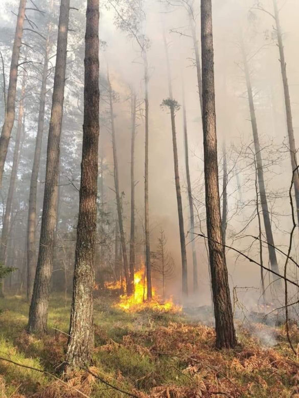 Płonął las w powiecie radomszczańskim. Ogień strawił 10 hektarów poszycia!