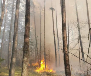 Płonął las w powiecie radomszczańskim. Ogień strawił 10 hektarów poszycia!