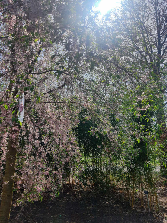 Kwitnące wiśnie i magnolie w Ogrodzie Botanicznym w Powsinie