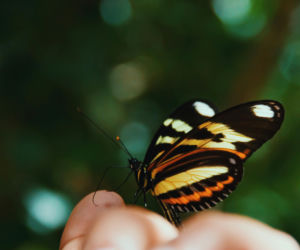 Motyle na wyciągnięcie ręki w Centrum Przyrodniczym!