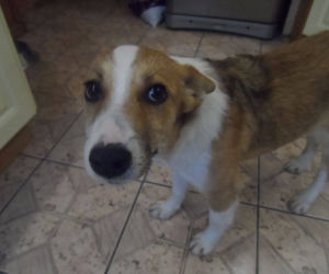 Pieski czekają na adopcje