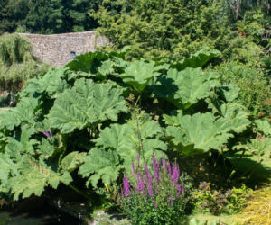 Gunnera olbrzymia