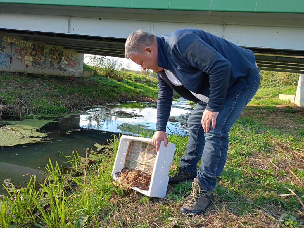 W rzece Liwiec nowy dom znalazło 400 osobników raka szlachetnego
