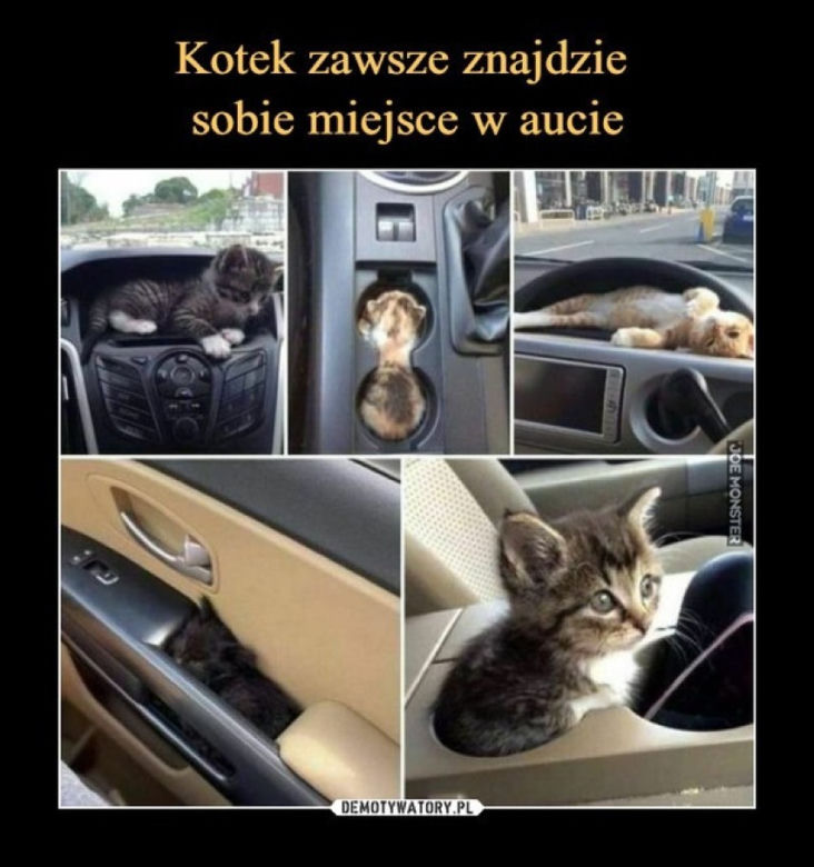 Światowy Dzień Kota 2022. Zobacz najśmieszniejsze obrazki i MEMY z kotami! 