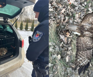 Nietypowa akcja na drodze. Policjanci przecierali oczy ze zdumienia. Od razu ruszyli na ratunek