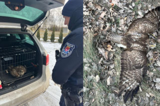 Nietypowa akcja na drodze. Policjanci przecierali oczy ze zdumienia. Od razu ruszyli na ratunek