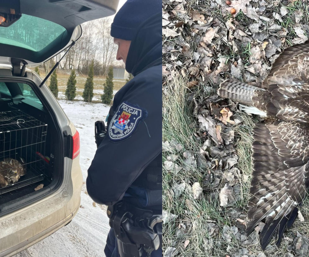Nietypowa akcja na drodze. Policjanci przecierali oczy ze zdumienia. Od razu ruszyli na ratunek