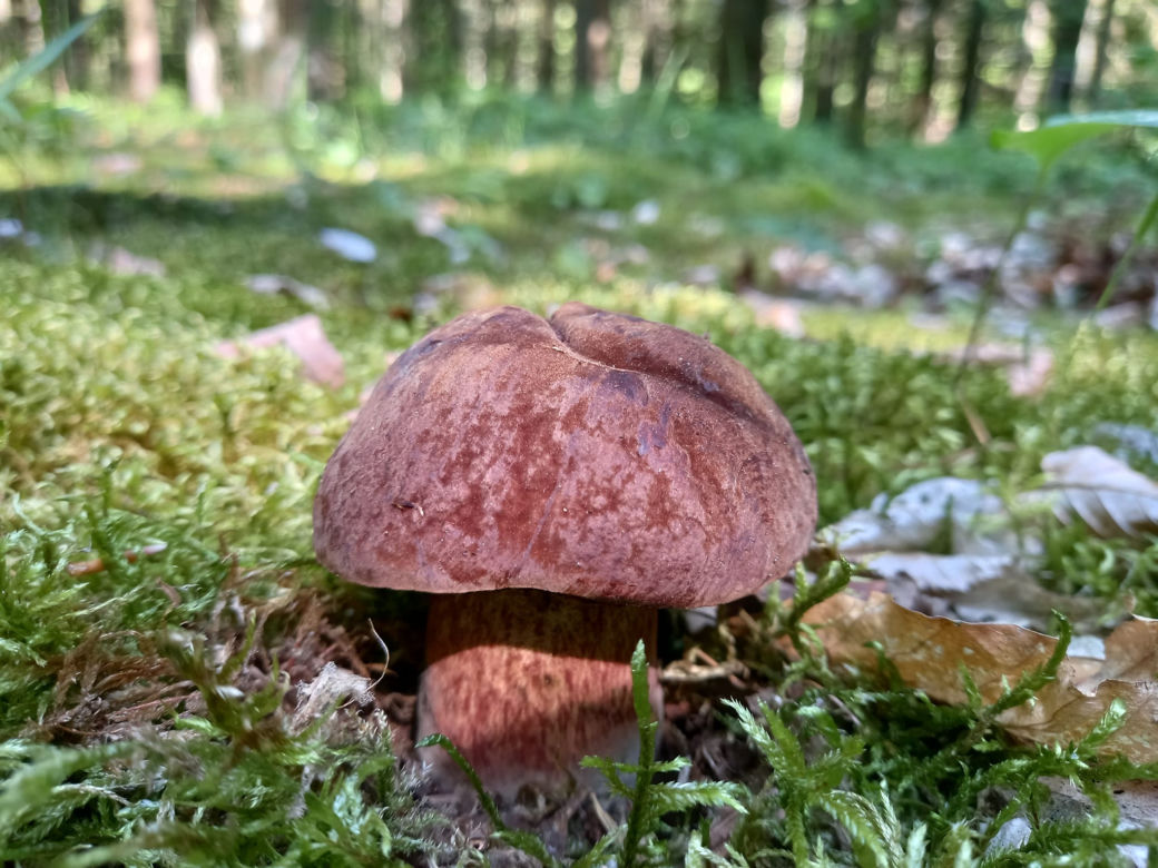 Borowik ceglastopory już pojawił się w starachowickich lasach