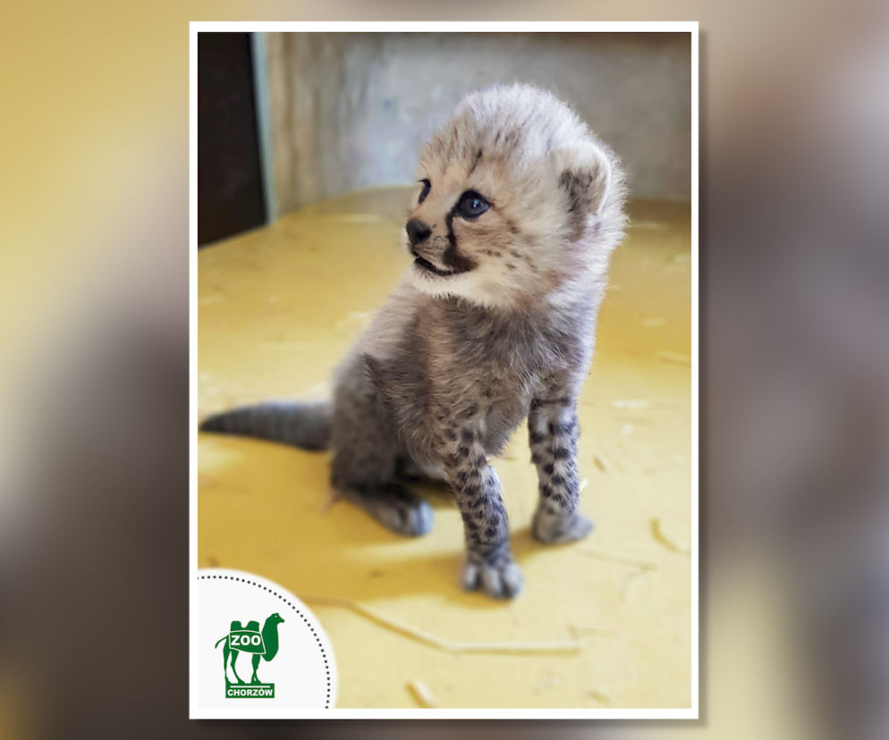 W śląskim ZOO urodziły się małe gepardy. Są przeurocze!