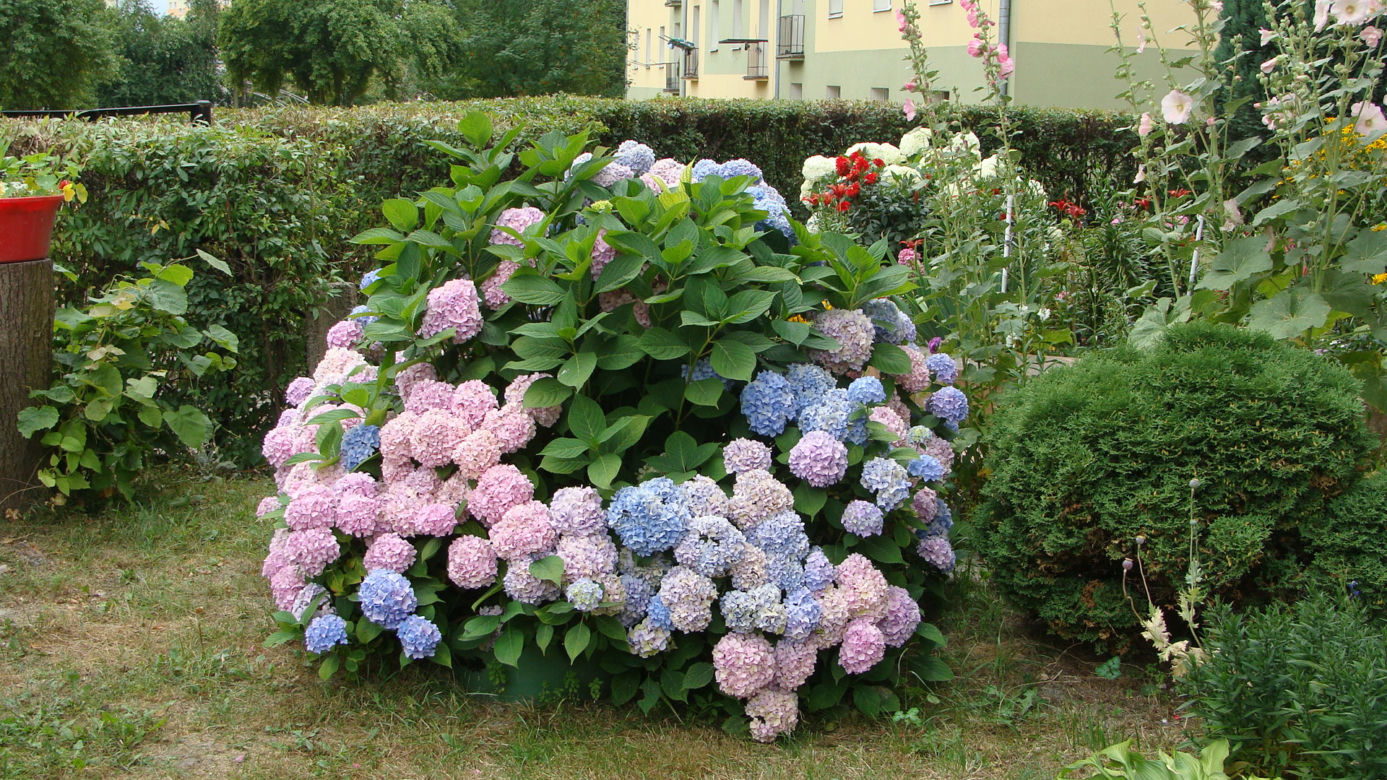 Najpiękniejsze balkony w Starachowicach