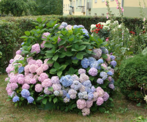 Najpiękniejsze balkony w Starachowicach