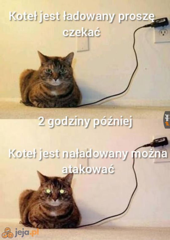 Dzień Kota 2020