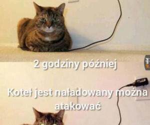Dzień Kota 2020