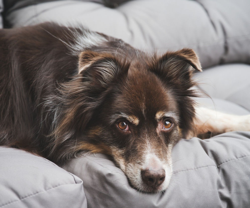 Od godziny 12:00 w niedzielę (3 października) w lubelskim Schronisko dla Bezdomnych Zwierząt zaprasza na Dzień Otwarty. To szansa do adopcji czworonogów. 