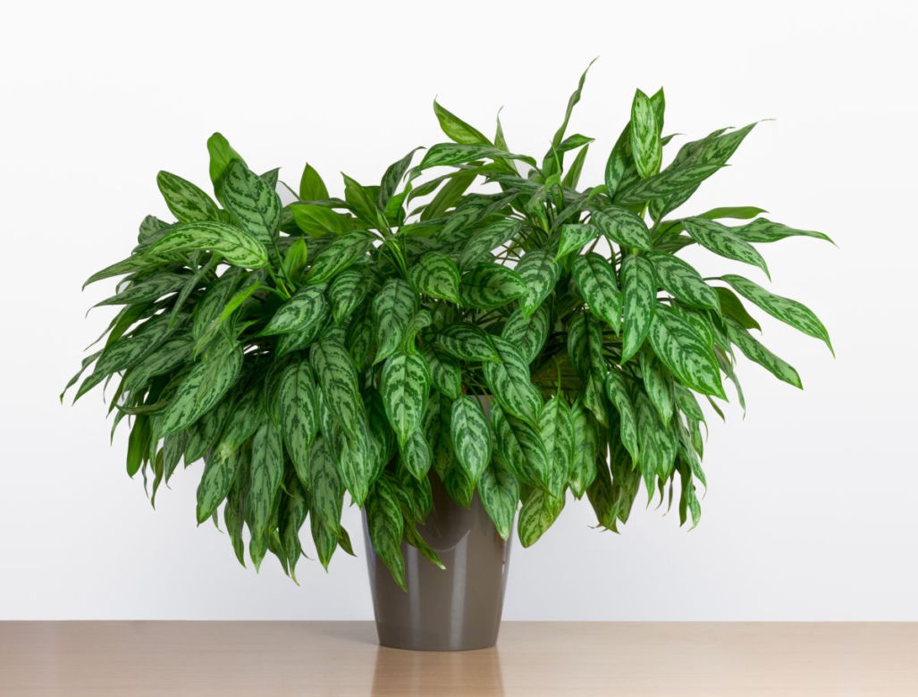 Aglaonema