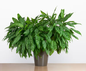 Aglonema
