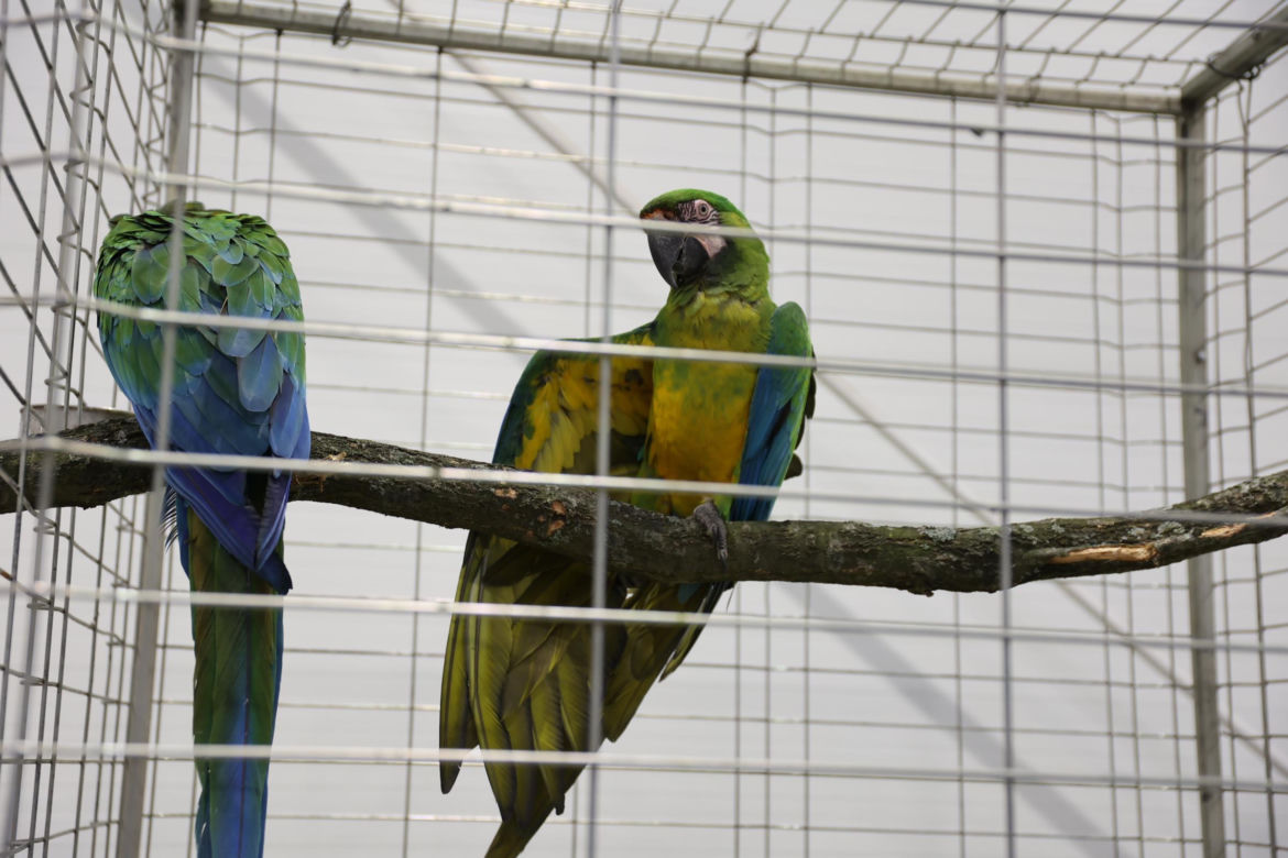 Zoopark 2024 w Lublinie. Można podziwiać wiele gatunków zwierząt