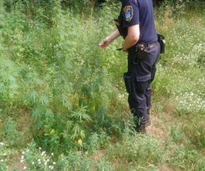 Poznań: Nad popularnym jeziorem rosły konopie! Skąd się tam wzięły?