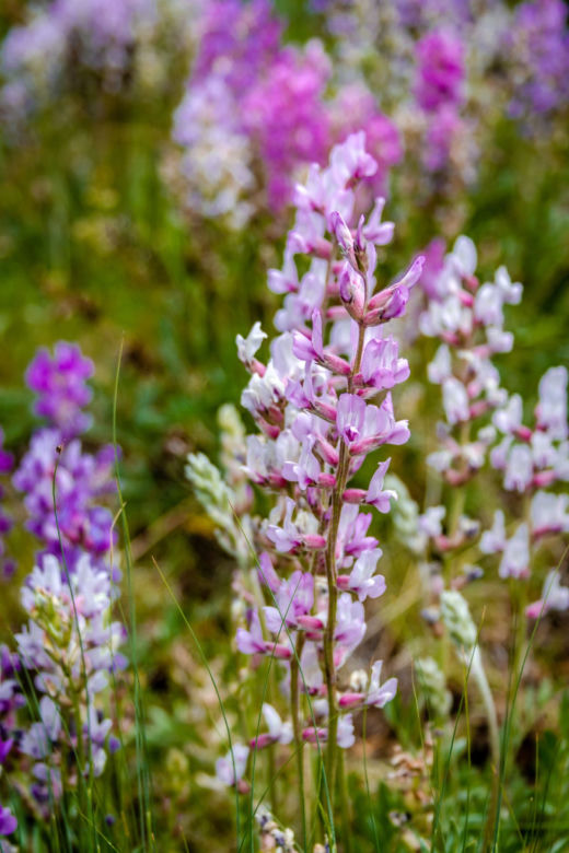 Penstemon