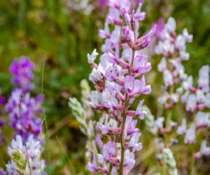 Penstemon