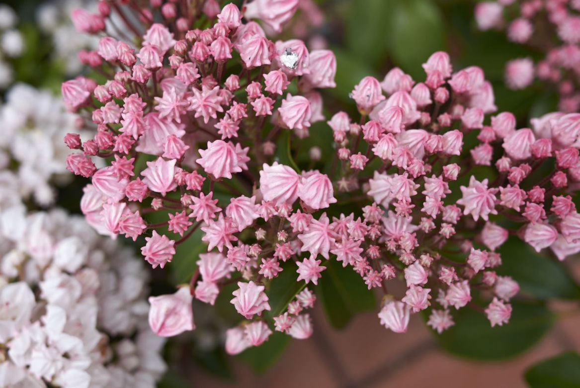 Kalmia