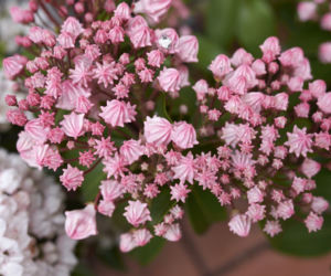 Kalmia