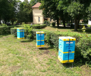 Pszczoły
