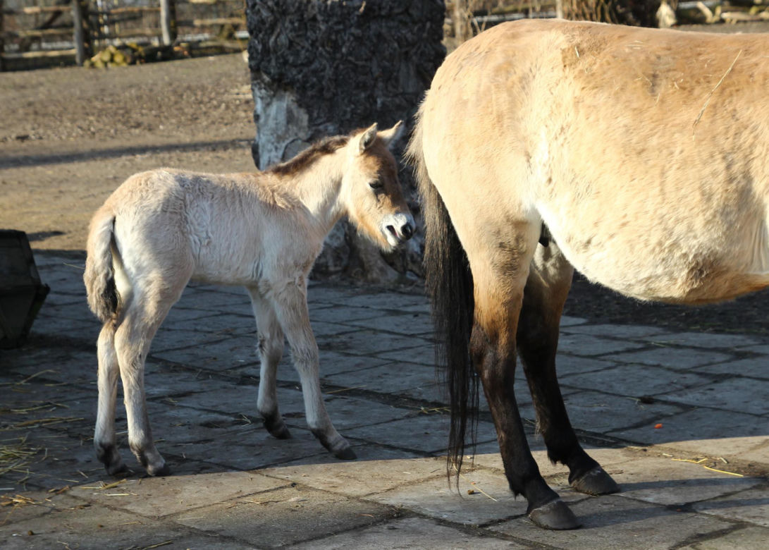  Warszawskie zoo ma nowego mieszkańca. To trzecie dziecko Primy i Larsa