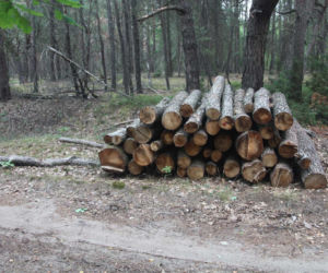 Tragedia podczas wycinki drzew. Olbrzymi konar zmiażdżył Pawła w lesie