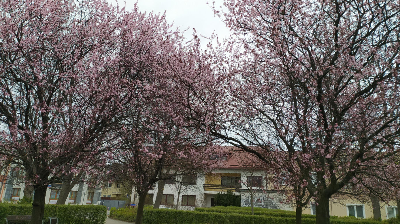 Śliwa wiśniowa 'Pissardii'