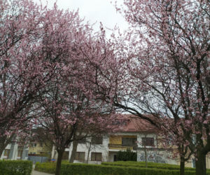 Śliwa wiśniowa 'Pissardii'