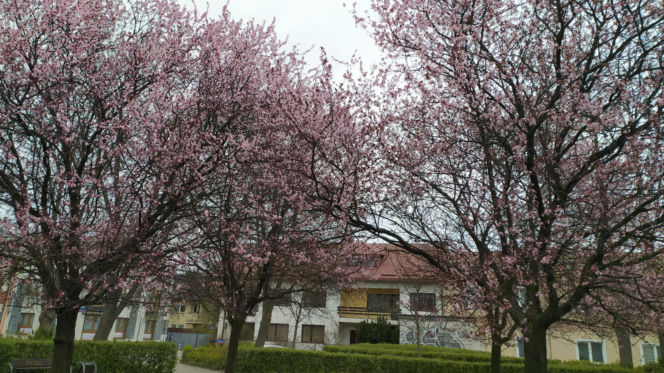 Śliwa wiśniowa 'Pissardii'