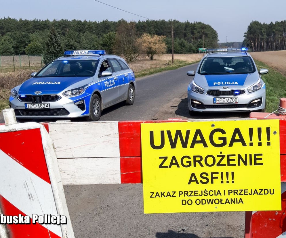 ASF zaatakował w Lubuskiem