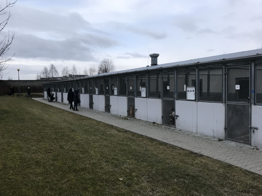 Dzień otwarty w lubelskim schronisku