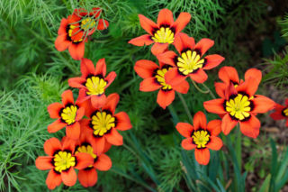 Jeden z najpiękniejszych kwiatów cebulowych, a prawie nikt go nie zna. Oto sparaksis!