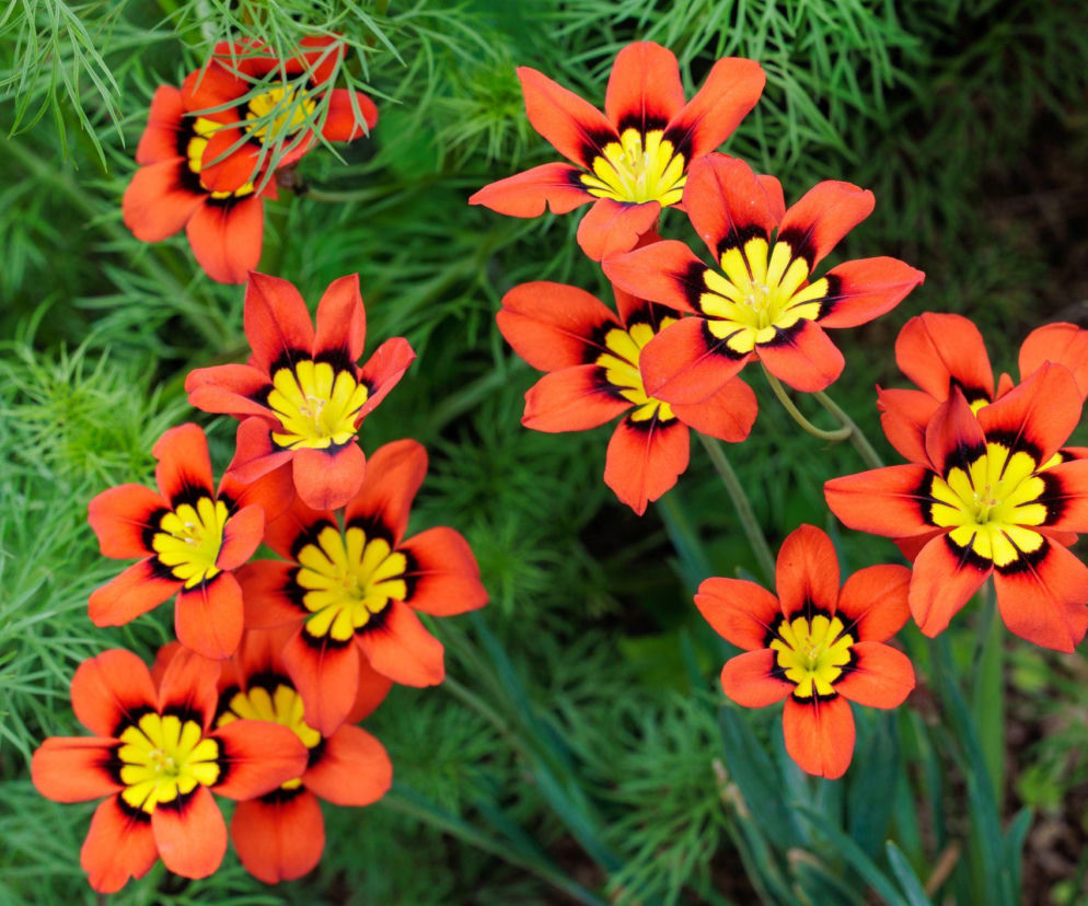 Sparaksis trójbarwny - odkryj piękną roślinę do swojego ogrodu!