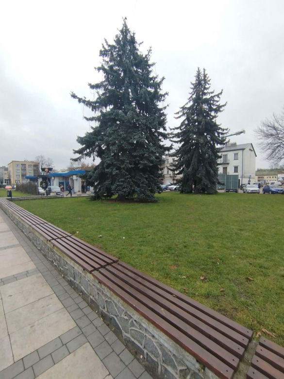 Choinka miejska Siedlce