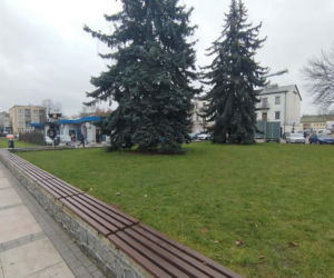 Choinka miejska Siedlce