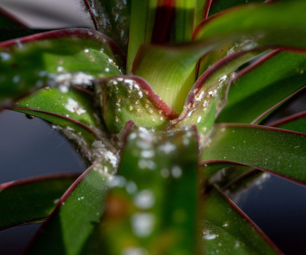 Jak pozbyć się wełnowców? Sprawdzone metody na szkodniki!