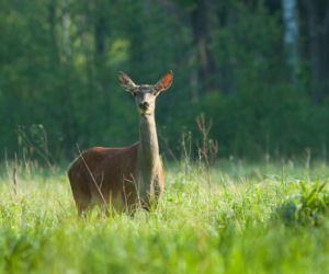 Podlaska natura