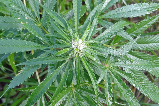Marihuana