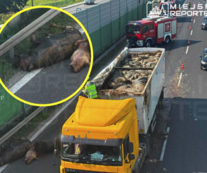 Truchła martwych zwierząt rozsypały się na trasie S7. Ogromne utrudnienia dla kierowców