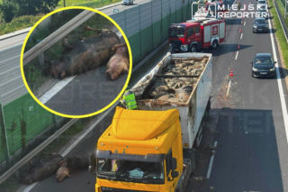 Truchła martwych zwierząt rozsypały się na trasie S7. Ogromne utrudnienia dla kierowców