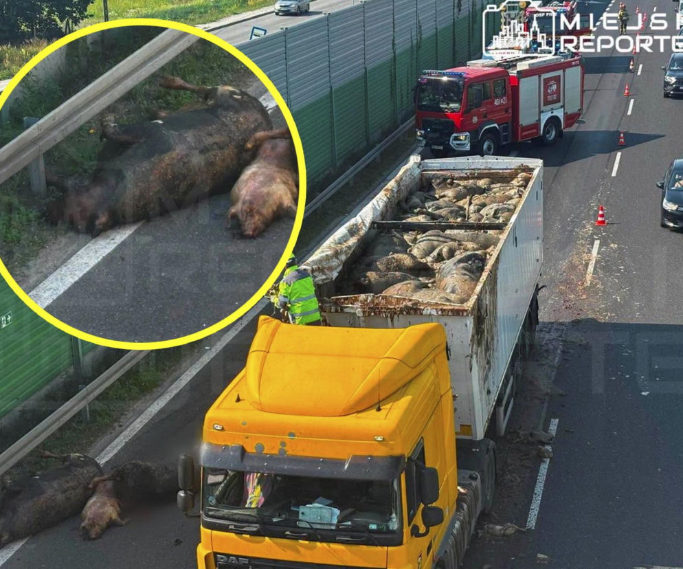 Makabryczny widok na trasie S7. Z ciężarówki wypadły truchła zwierząt