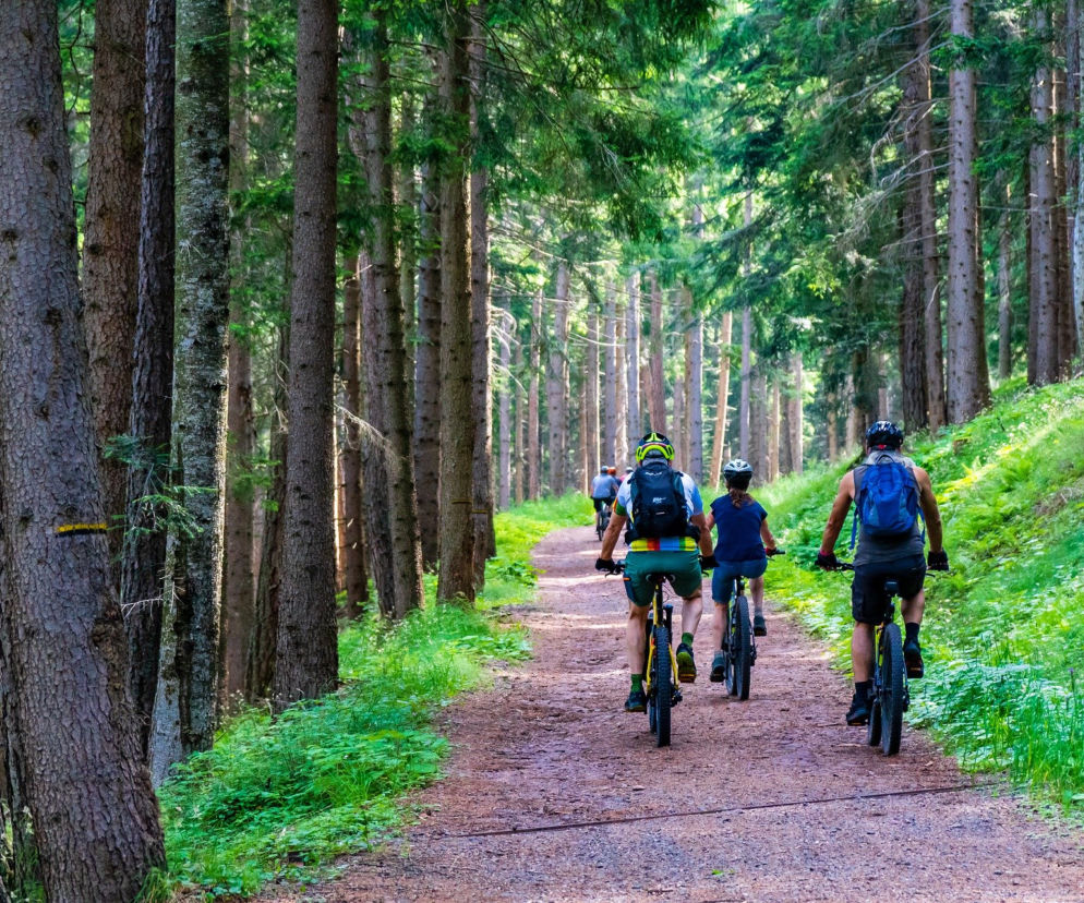 MTB w lesie